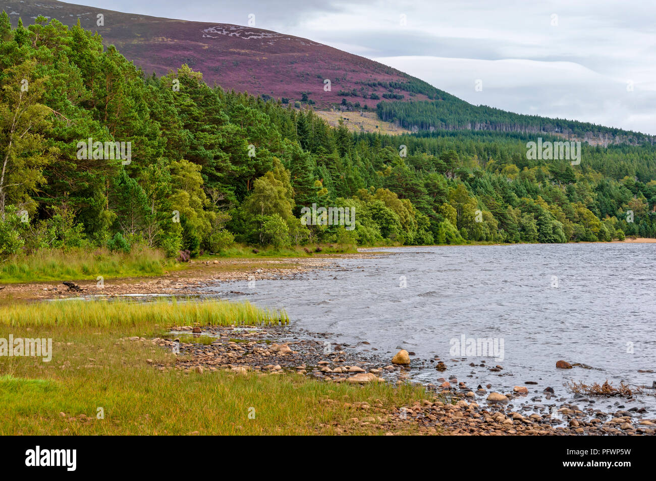 LOCH MORLICH vicino a Aviemore Scozia il litorale con alberi e canne di erica viola sulla collina Foto Stock