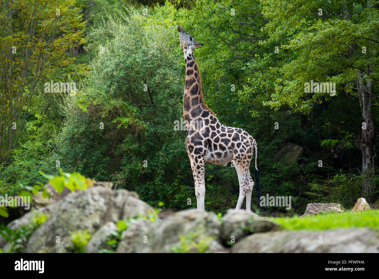 Big giraffe nel suo habitat naturale Foto Stock