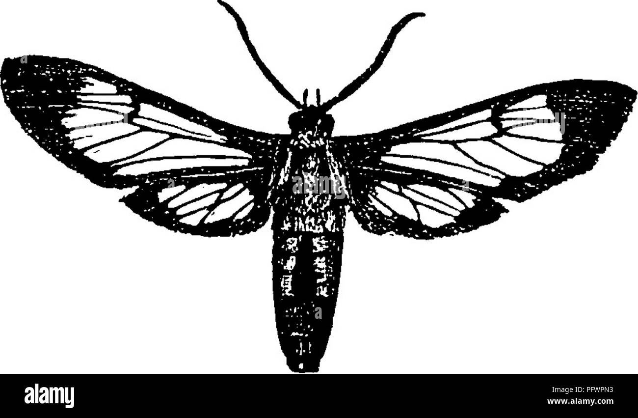 . Un manuale per lo studio degli insetti. Gli insetti. I Lepidotteri. 327. Fig. 400.-Cosmosoina auge. forme speciali, come Cosmosoina (Fig. 400), la cerva ali sono notevolmente ridotta nelle dimensioni e i rami di raggio e ulna coalescere per un grado notevole. Per la prima divisione di questa famiglia fanno parte di un piccolo numero di colore bluastro-nero o marrone falene che hanno più o meno vermiglio o giallo sulla testa, prothorax e patagia. Queste falene sono di medie dimensioni e si espande da una ed una quinta a due pollici. Il colore scialbo delle ali di solito è sollevato dal colore brillante della testa e patagia, e Foto Stock