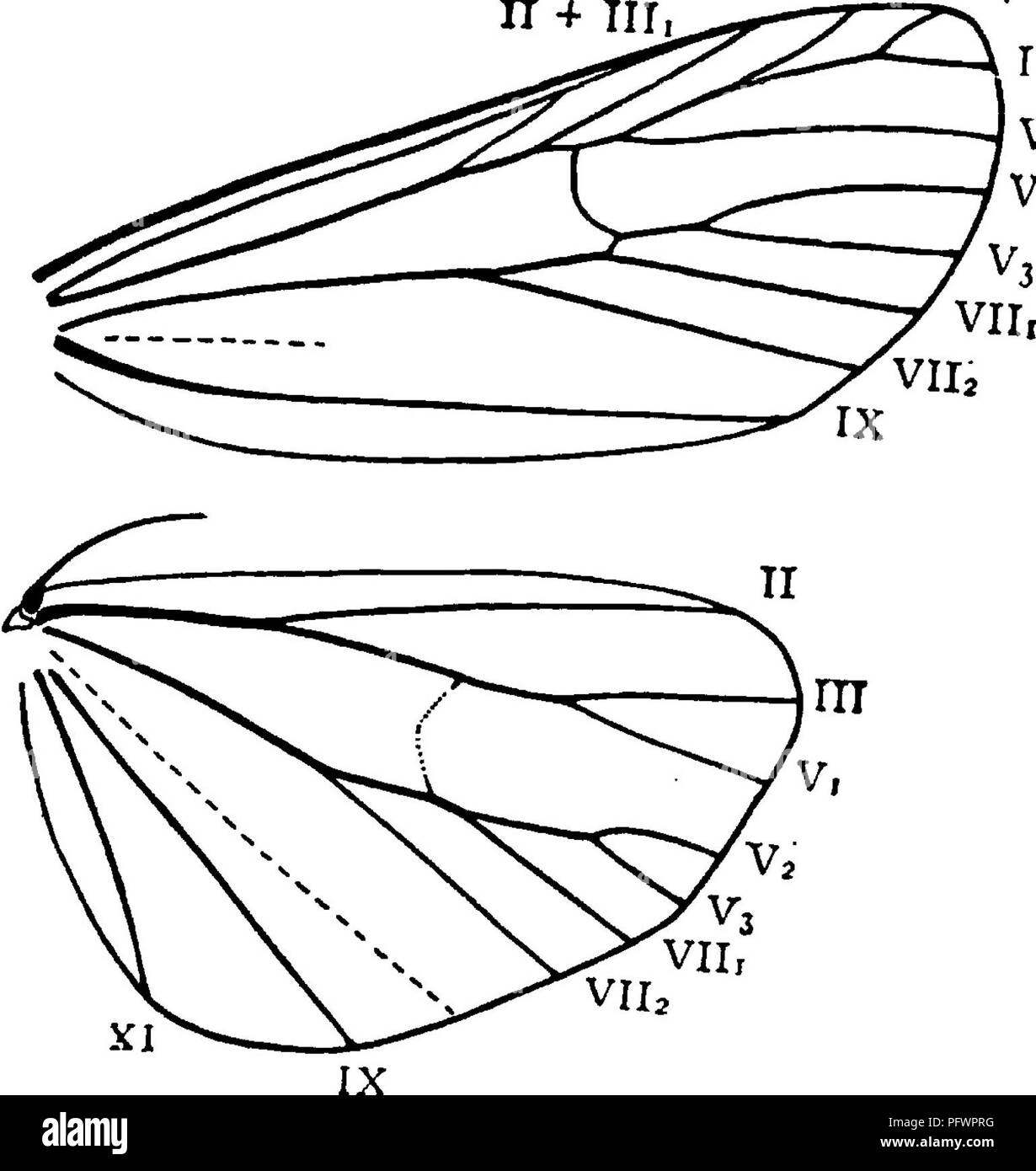 . Un manuale per lo studio degli insetti. Gli insetti. 3i8 IL PRIGIONIERO V DI INSETTI, vestita. La palpi sono brevi, di solito ma poco sviluppato; e il maxillae sono presenti. Le caratteristiche più importanti nella venatura delle ali (Figg. 386, 387) è l'unione di vene V^ e V3 di ribalta le ali con ulna, rendendo apparentemente quattro ramificazioni ; e la crescente insieme di subcosta e raggio di hind wings per una considerevole distanza. La misura dell' unione di questi due vene varia notevolmente nei diversi generi; ma finora come w^e hanno ob- servita è sempre meno THs ^^3 1114 V, n 4, Tir. V, tha Foto Stock