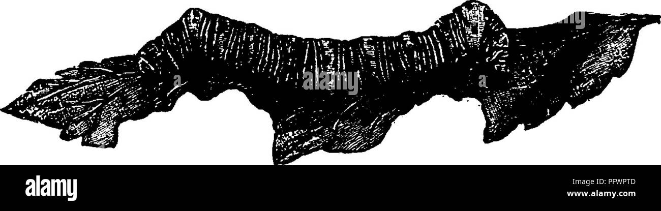 . Un manuale per lo studio degli insetti. Gli insetti. Fig. 2)^x^-Alypia octotnaculata, larva. più ampia fascia arancione, delimitata da due strisce centrale ; le bande di colore arancione sono contrassegnati dal colore nero, conica, livelli elevati di macchie. Di solito ci sono due covate ogni anno le tarme che figurano sul parafango in maggio e agosto, i bruchi in giugno e in luglio e in settembre. La pupa è stato superato in un cella di terracotta in terra. Langton's Forester, Alypia langtonii (A. lang-all'ni-i), assomiglia alla specie precedente in generale aspetto, ma. Si prega di notare che queste immagini vengono estratte dalla pagina sottoposta a scansione immagini che Foto Stock