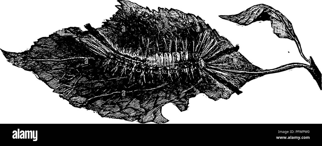 . Un manuale per lo studio degli insetti. Gli insetti. Fig. 377.-Notolophtis leucostigma^ larva. più di una falena. Lei esce dal suo bozzolo e dopo l'associazione depone le uova su di essa la loro copertura con a. Si prega di notare che queste immagini vengono estratte dalla pagina sottoposta a scansione di immagini che possono essere state migliorate digitalmente per la leggibilità - Colorazione e aspetto di queste illustrazioni potrebbero non perfettamente assomigliano al lavoro originale. Comstock, John Henry, 1849-1931; Comstock, Anna Botsford, 1854-1930. joint autore. Ithaca, N. Y. , Comstock Pub. Co. Foto Stock