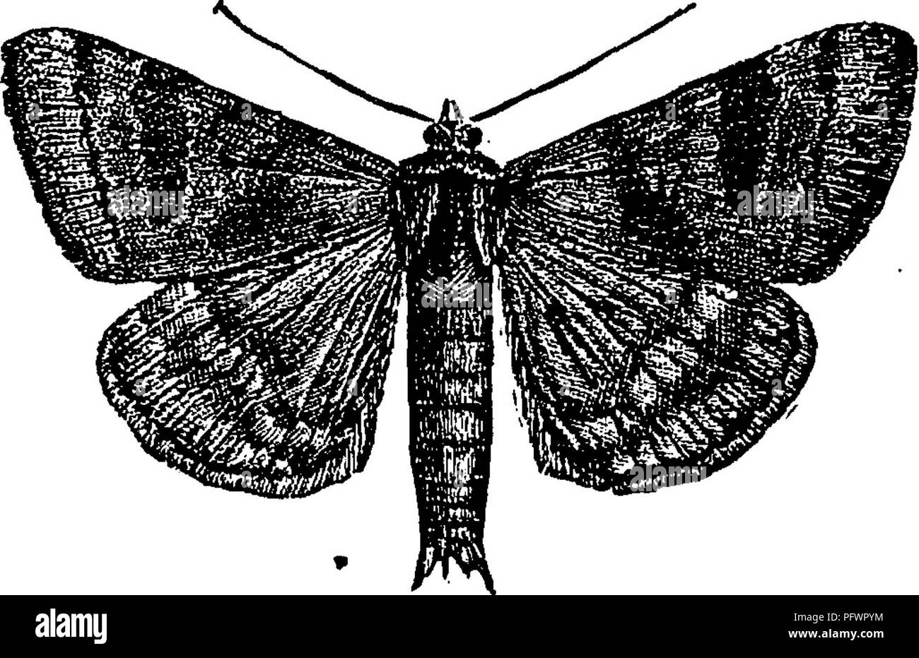 . Un manuale per lo studio degli insetti. Gli insetti. I Lepidotteri. 299 Underwings feed su foglie di varie foresta-alberi. Molte specie di quercia infestano e hickory. Da una ricerca attenta sia per gli adulti e larve possono essere trovati in appoggio sui tronchi di questi alberi ; ma ha bisogno di essere forte gli occhi per farlo, come i colori di questi insetti sono di solito di protezione. Amoncr più Noctuids comune che si verificano nei nostri prati e pascoli, e che vola fino davanti a noi come dobbiamo camminare attraverso di loro, sono due specie appartenenti al genere dra- teria (Dra-te'ri-a). Questi possono essere chiamato il trifoglio Looping- owlets; per le larve si nutrono o Foto Stock