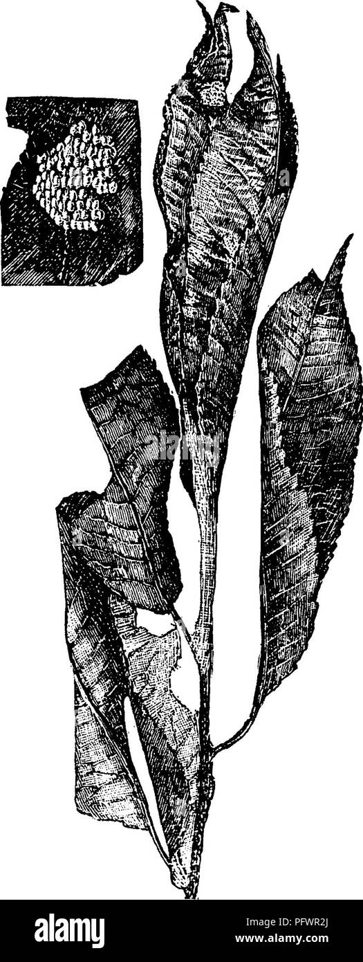 . Un manuale per lo studio degli insetti. Gli insetti. Fig. 336.-Calocalpe 7indulata. tignola, con le sue gialle^ ali attraversata da tante e belle, a zig-zag, marrone scuro linee che è difficile dire quale delle due è la massa-colore (Fig. 336). Depone le uova in un cluster su una foglia vicino alla punta di un ramoscello di ciliegia, solitamente di ciliegio selvatico. Le larve fanno un accogliente nido per fissaggio assieme le foglie alla fine del ramoscello; e all'interno di questo nido (Fig. 337) essi vivono, aggiungendo nuove foglie all'esterno come più cibo è necessario. La lascia morire e diventare marrone, e quindi rendere il nido cospicua. Le larve sono di colore nero Foto Stock