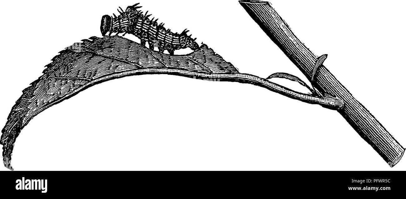 . Un manuale per lo studio degli insetti. Gli insetti. I Lepidotteri. 267 alimentazione su foglie di quercia, olmo e basswood. Esso misura quando pieno cresciuto di circa un giro e mezzo pollici in lunghezza. La sua TZ^^^^^TiiJnZZ, massa-colore è di solito verde, ma ^a^va. Talvolta claret-rosso. Vi è un pallido striscia gialla lungo il centro del dorso, e su ciascun lato di una striscia dello stesso colore. Il corso di queste strisce laterali è molto caratteristico ; passaggio di ritorno dalla testa, essi convergono sul prothorax; sul mesothorax e metathorax sono separate dalla linea dorsale solo da una stretta banda di colore rosso o violaceo; Foto Stock