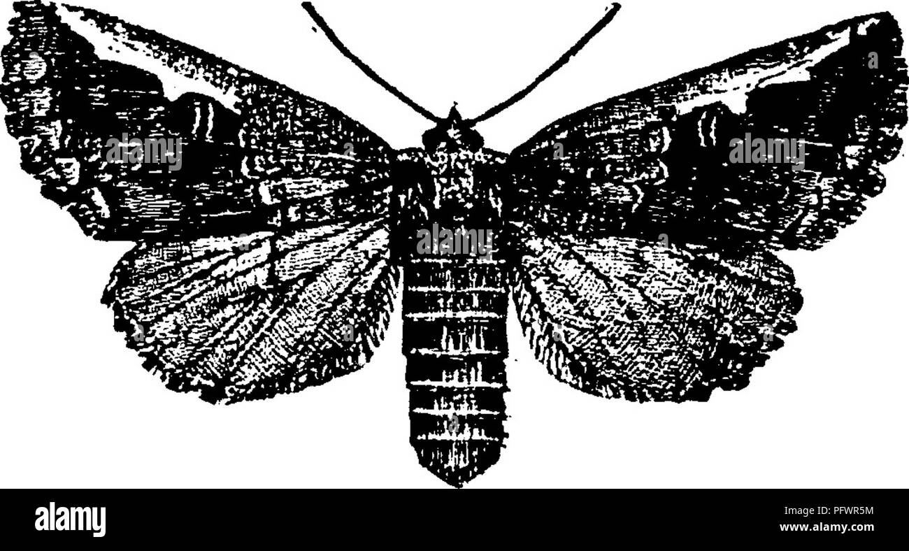 . Un manuale per lo studio degli insetti. Gli insetti. 266 LO STUDIO DI INSETTI, ecrors sono previste in un cluster su una foglia; le larve sono costitui- 't&GT;fc&GT; spicuous nei mesi di agosto e settembre. In alcune delle specie di larve hanno la curiosa abitudine di lasciare il ramo su cui sono l'alimentazione quando il tempo di cellule Molt arriva, di tutta la colonia raduno in una grande massa sul tronco dell'albero, in cui le cellule Molt avviene. La pupa è stato superato nel terreno, in una luce molto cocoon o in nessuno a tutti e ha la durata di circa nove mesi per la specie che abbiamo allevati. Il bianco con punta di Tarma, edema albifroiis (E Foto Stock