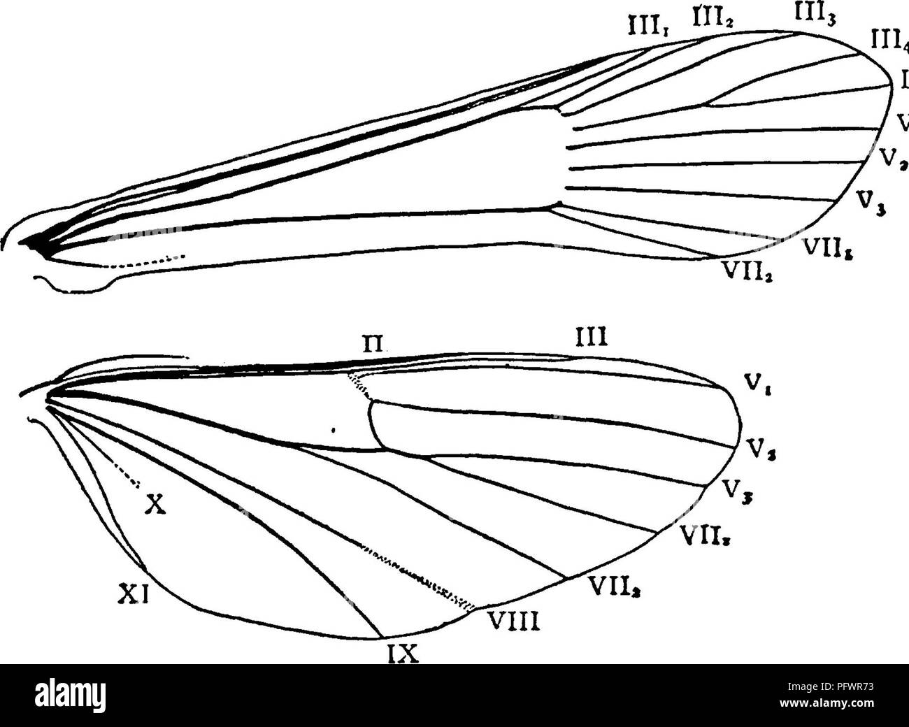 . Un manuale per lo studio degli insetti. Insetti. v,- a volte le antenne sono pectinate; i margini delle ali e le vene di anche la chiara- specie alato sono rivestiti con scale ; e alla fine dell'abdo- fig. 305.-ali di Sannina exitiosa^ femmina. , Gli uomini vi è una ventola-come il ciuffo di scale. I parafanghi anteriori sono notevoli per la loro estrema stretta-. Si prega di notare che queste immagini vengono estratte dalla pagina sottoposta a scansione di immagini che possono essere state migliorate digitalmente per la leggibilità - Colorazione e aspetto di queste illustrazioni potrebbero non perfettamente assomigliano al lavoro originale. Comstock, John Henry Foto Stock