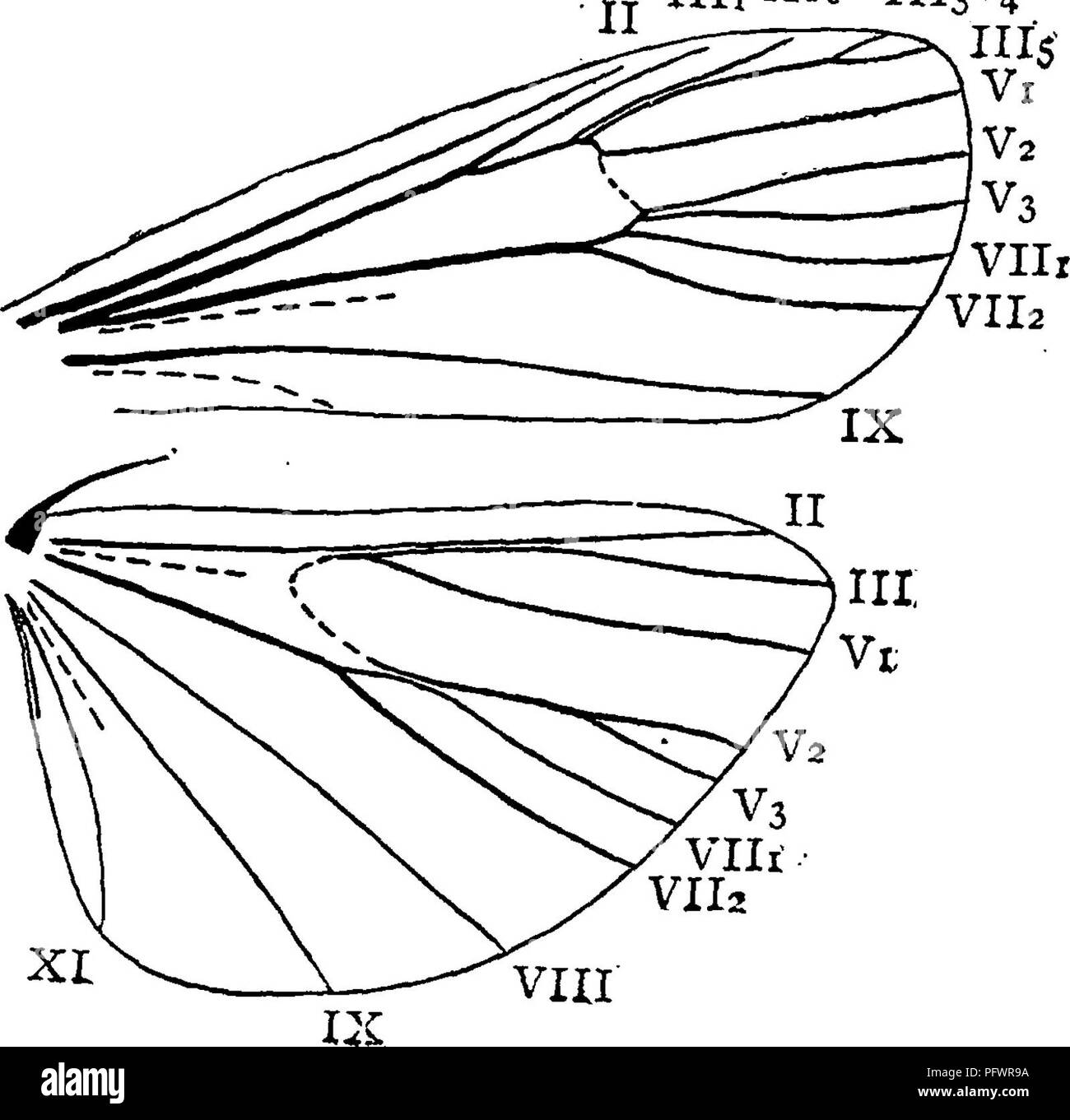. Un manuale per lo studio degli insetti. Gli insetti. I lepidotteri, 235 in parallelo con il peduncolo, che la rende meno cospicuo (Fig, 280). Molte delle specie sono di colore bianco argenteo o che sono contrassegnati con strisce di quel colore. Più di cinquanta della nostra specie appartenenti al genere Crarn- bus (Cram^bus). Le Falene di questo genere sono spesso visto; ma le larve di solito fuggire osservazione. Essi si verificano principalmente in prossimità della superficie del terreno, dove vivono in tubolare di nidi costruiti di bit di terra o di sostanze vegetali. iiir'ni? 1113-^4 Famiglia Phycitid^ (Phy-cit'i-dse). Il Pliycitids {Phyc'i-tids), il nostro più fru Foto Stock