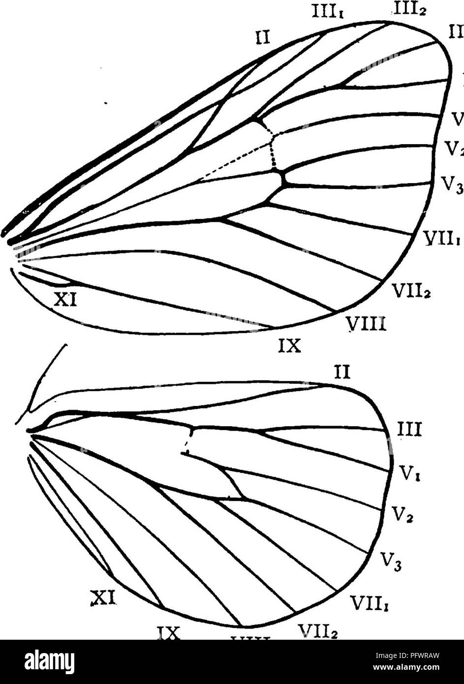 Questo manuale descrive vari aspetti dello studio degli insetti, tra cui descrizioni dettagliate di larve, falene e i loro bozzoli. Mette in evidenza la diversità all'interno delle specie di falena, le variazioni nella venazione delle ali e il ruolo delle spine in alcune specie. Foto Stock