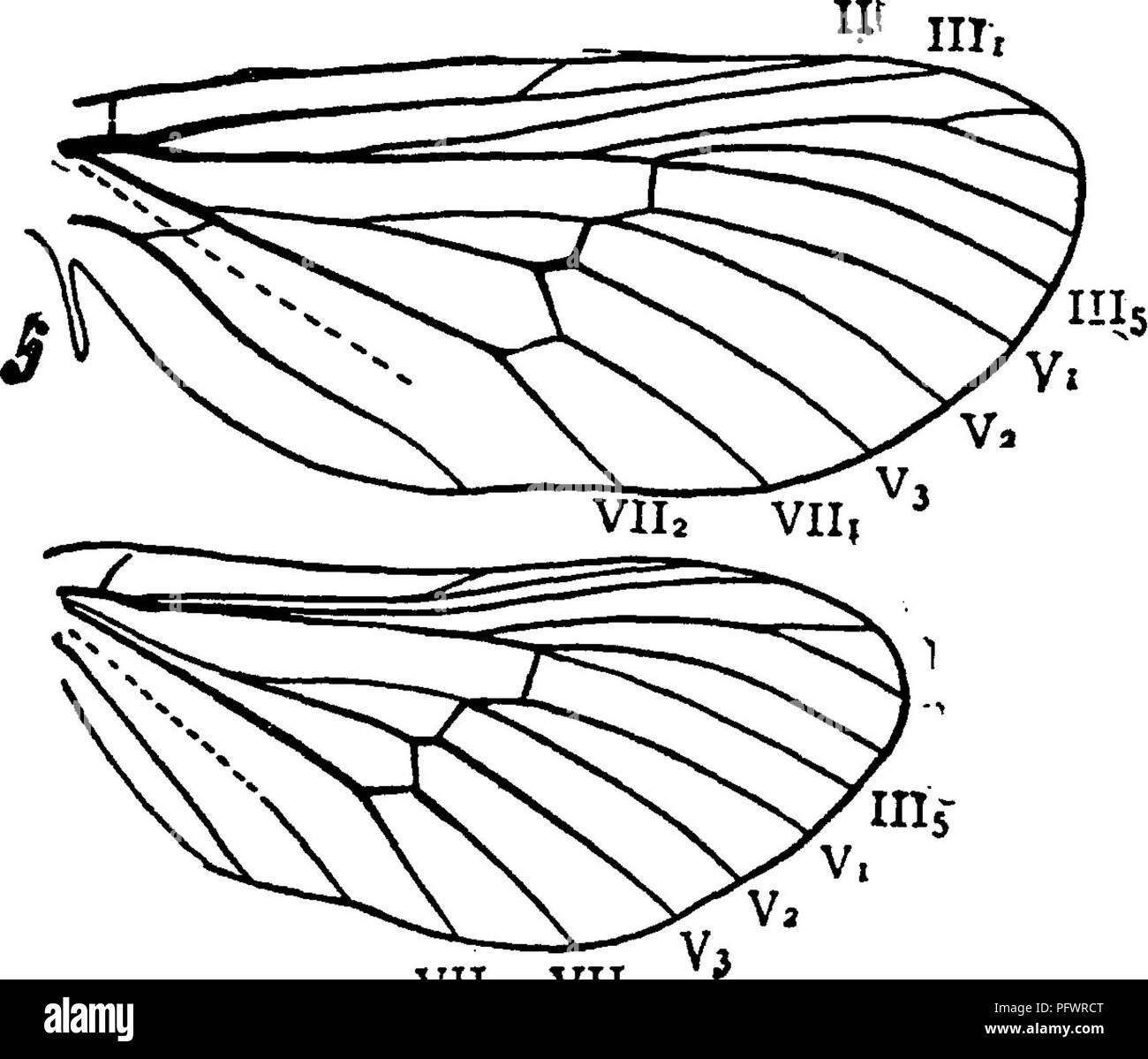. Un manuale per lo studio degli insetti. Gli insetti. 214 LO STUDIO DEGLI INSETTI. sezione di questa tabella sono robusti e con forti ali e sono di medie o grandi dimensioni. In alcuni Geometrina (p. 270), che hanno anche un tre- ramificato ulna, il frenulum è invisibile o anche in casi rari {Dyspteris) che voglia; queste falene possono essere distinti da quelli qui incluso dalle loro dimensioni ridotte, più snello corpo e ali più deboli), p. 339 Saturniina. BB. Antenne filiformi con una manopola di estremità. C. Con il raggio della ribalta ali cinque-ramificato, e con tutti i rami derivanti dalla Foto Stock