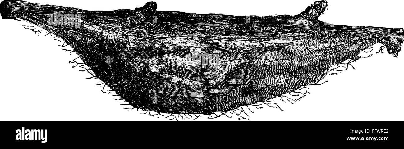 . Un manuale per lo studio degli insetti. Gli insetti. Fig. 234.-larva di un falco-moth. La maggior parte dei bachi, fatta eccezione per le larve di farfalle, spin bozzoli (Fig. 235). In alcuni casi, come nel caso del. Fig. 235.-bozzolo di una falena. bachi da seta, una grande quantità di seta è utilizzato nella costruzione di Cocoon; in altri il bozzolo è composto principalmente. Si prega di notare che queste immagini vengono estratte dalla pagina sottoposta a scansione di immagini che possono essere state migliorate digitalmente per la leggibilità - Colorazione e aspetto di queste illustrazioni potrebbero non perfettamente assomigliano al lavoro originale. Comstock, John Henry, 1849-1931; C Foto Stock