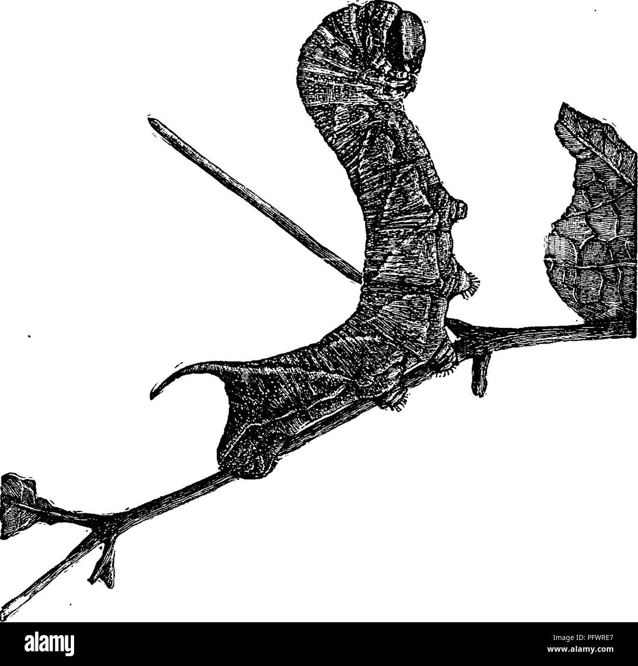 . Un manuale per lo studio degli insetti. Gli insetti. 194 LO STUDIO DEGLI INSETTI. carnosa, senza giunti, elastico o contrattile, e sono generalmente circondato all'estremità da numerosi, minuto ganci (Fig. 234); essi sono denominati pro-gambe.. Fig. 234.-larva di un falco-moth. La maggior parte dei bachi, fatta eccezione per le larve di farfalle, spin bozzoli (Fig. 235). In alcuni casi, come nel caso del. Si prega di notare che queste immagini vengono estratte dalla pagina sottoposta a scansione di immagini che possono essere state migliorate digitalmente per la leggibilità - Colorazione e aspetto di queste illustrazioni potrebbero non perfettamente assomigliano al lavoro originale. Foto Stock