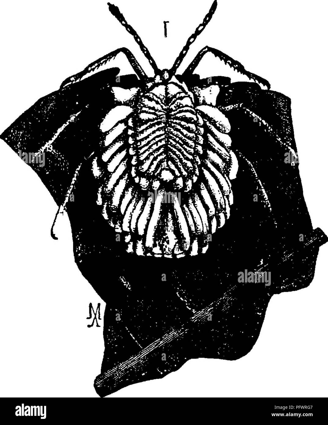 Questo manuale si concentra sullo studio degli insetti parassiti comuni, come gli insetti mealy e gli insetti in scala, evidenziandone l'identificazione e il controllo. Include illustrazioni di questi parassiti e del loro impatto sulle piante in serre e ambienti esterni. Foto Stock