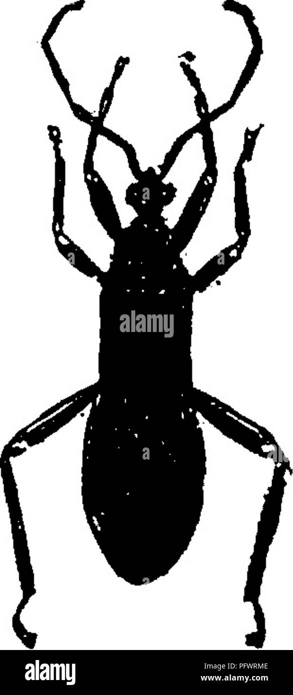 . Un manuale per lo studio degli insetti. Gli insetti. HEMIPTERA. 137 Famiglia Reduviid^ (rosso-u-vi'i-dae). L'assassino-bug, ci sono molti insetti che distruggono i loro compagni, ma i membri di questa famiglia sono così pre-eminentemente predaceous che li chiamiamo l'Assassino-bug. Sebbene solitamente vivono sul sangue degli insetti e in alcuni casi essi attaccano animali superiori, e occasionalmente anche l'uomo soffre da loro. Particolare attenzione deve essere usata per la raccolta di loro, come alcuni sono atti ad infliggere punture dolorose con i loro becchi. In questa famiglia il becco è solo tre articolata, e quando non è in uso la punta poggia in una scanalatura Foto Stock
