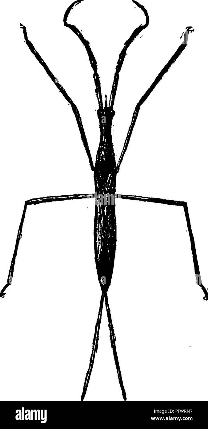. Un manuale per lo studio degli insetti. Gli insetti. HEMIPTERA, I3I pond, Stilted sulle loro gambe lunghe, o aggrappati testa verso il basso per i fusti di piante. Il più comune dei membri di questa famiglia appartengono al ^txwxs Ranatra (Ran'a-tra) (Fig. 150). Queste sono lunghe e sottili di bug con lunghe e sottili gambe. Il solo altro rappresentante della fam- ily trovati negli Stati Uniti isNepa apiciilata (Ne'pa un-pic-u-la'ta). In questa specie il corpo è di forma ovale, piatta e sottile e misura circa due terzi di un pollice di lunghezza, non inclusa- ing il respiro-tubo, che è un po' più di un quarto di pollice lungo. ( Foto Stock