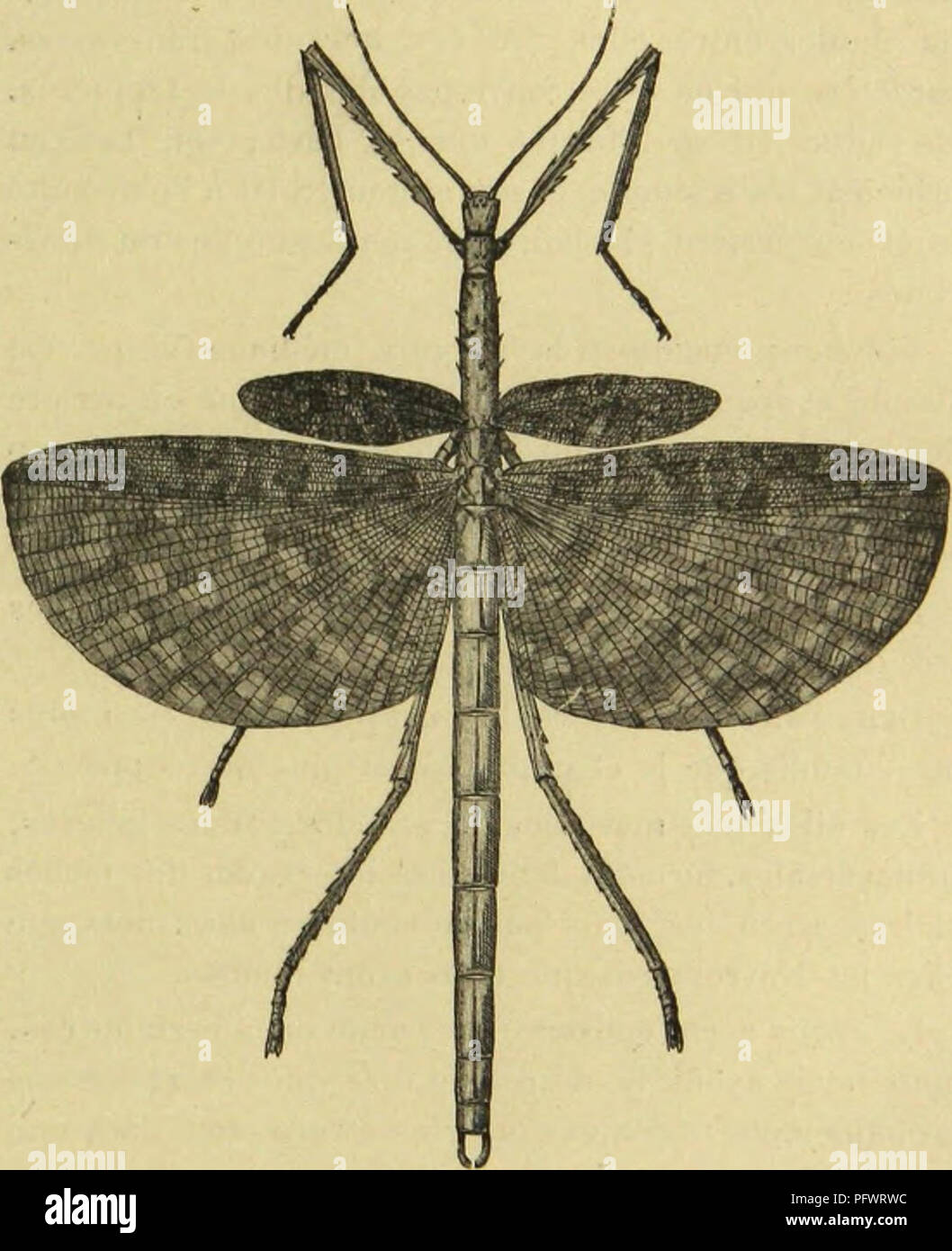 . Recherches pour servir aÌ l'histoire des fossiles insectes des temps primaires, preÌceÌdeÌes d'une eÌtude sur la nervation des Ailes des insectes. Insetti, fossile; Ali. LES PROTOPHASMIDES 425 mÃ©tathoraciques sont longues et ampia ; celles de la seconde paire un peu plus ampia mÃªme Ã la base. Voilà donc une diffÃ©renza ponderosa entre les Phasmes de notre Ã©poque et les Protophasmiens.. FlG. 25. Acropkylln tu un Mac Leay. Phasmide d'Australie (RÃ©duit de moitiÃ©). Chez nos Phasmes, su voit, en avant de la costale I, une parcourue espansione par des nervules, c'est le. Si prega di notare che t Foto Stock