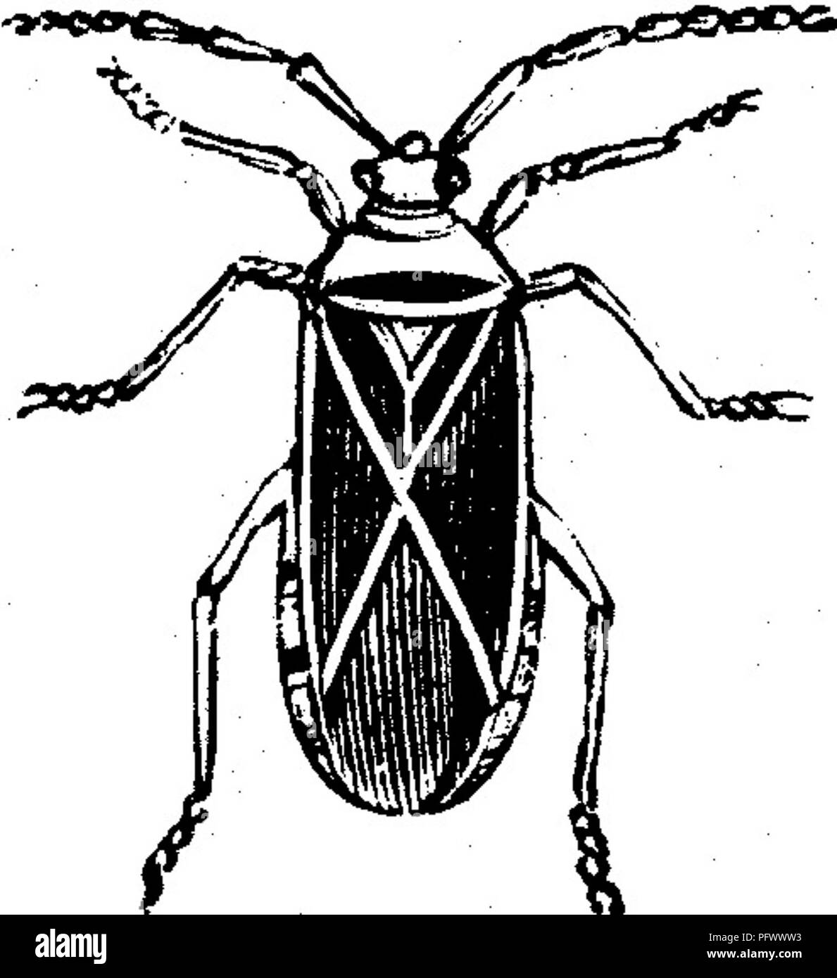 Bug nero Dicks