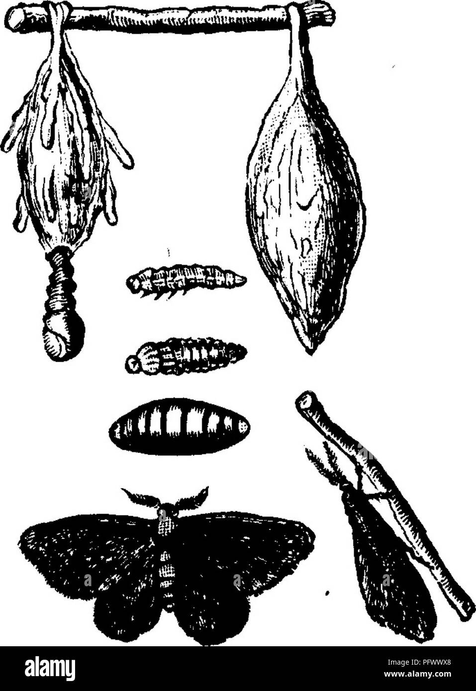 . Insetti dannosi per la frutta. Illustrato con quattro cento e quaranta legno-tagli. Pesti di insetto. 380 insetti dannosi per il colore arancione. diverse tonalità e così esattamente assomiglia a quello della corteccia di colore arancione-albero che è estremamente difficile da rilevare. Da otto a sedici giorni dopo la crisalide è formata la farfalla emerge. In Florida ci sono di solito quattro covata di farfalle nel corso dell'estate, l'ultimo brood svernamento la crisalide stato da cui le farfalle emergono in aprile. La caterpillar, che è comunemente noto come *^ il cane arancione" in Florida, dev Foto Stock