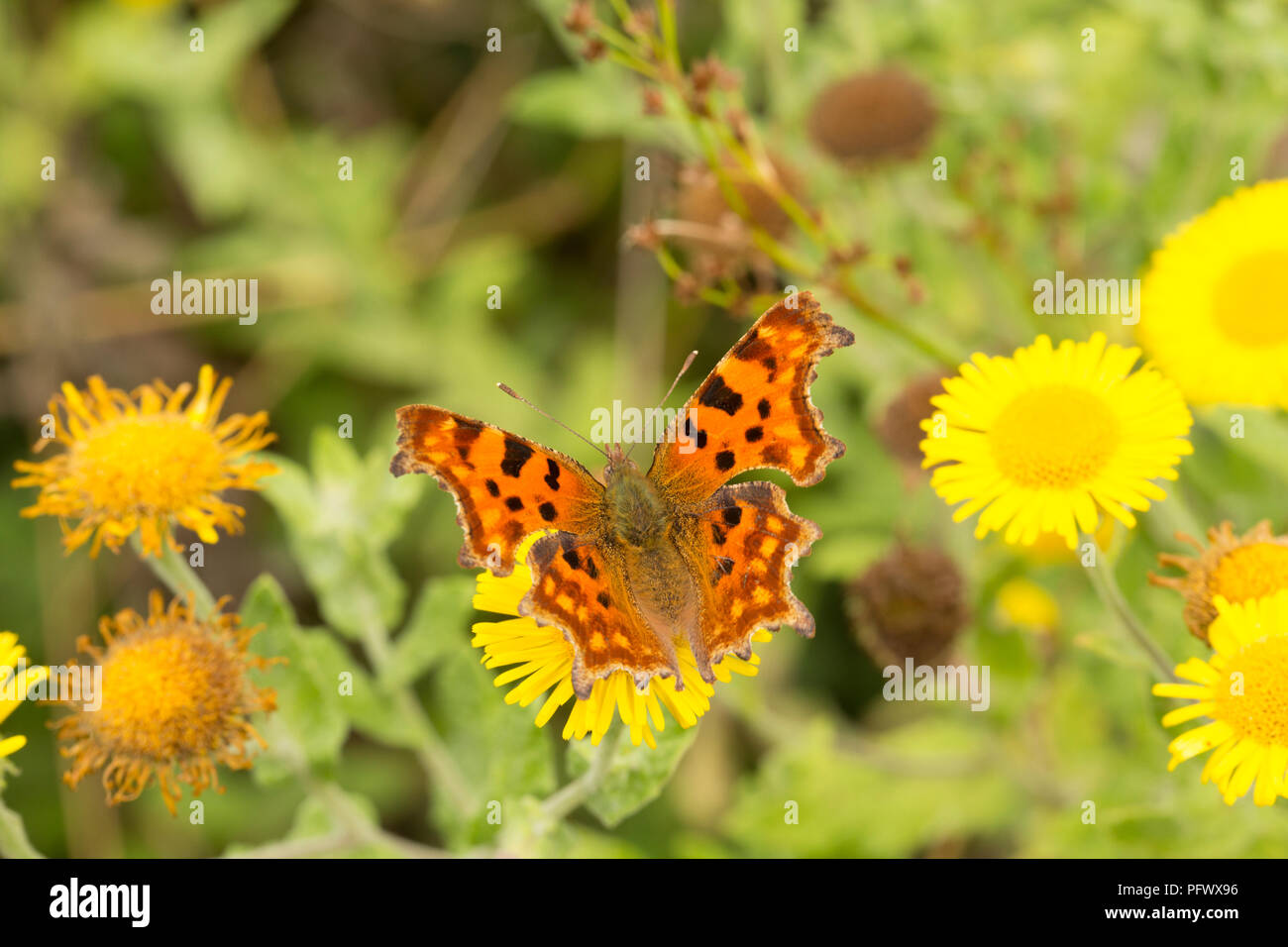 Una virgola butterfly a metà pomeriggio, Polygonia c-album, con ali aperte, avanzamento sul comune Pulicharia fleabane dysenterica. Il Dorset England Regno Unito GB Foto Stock