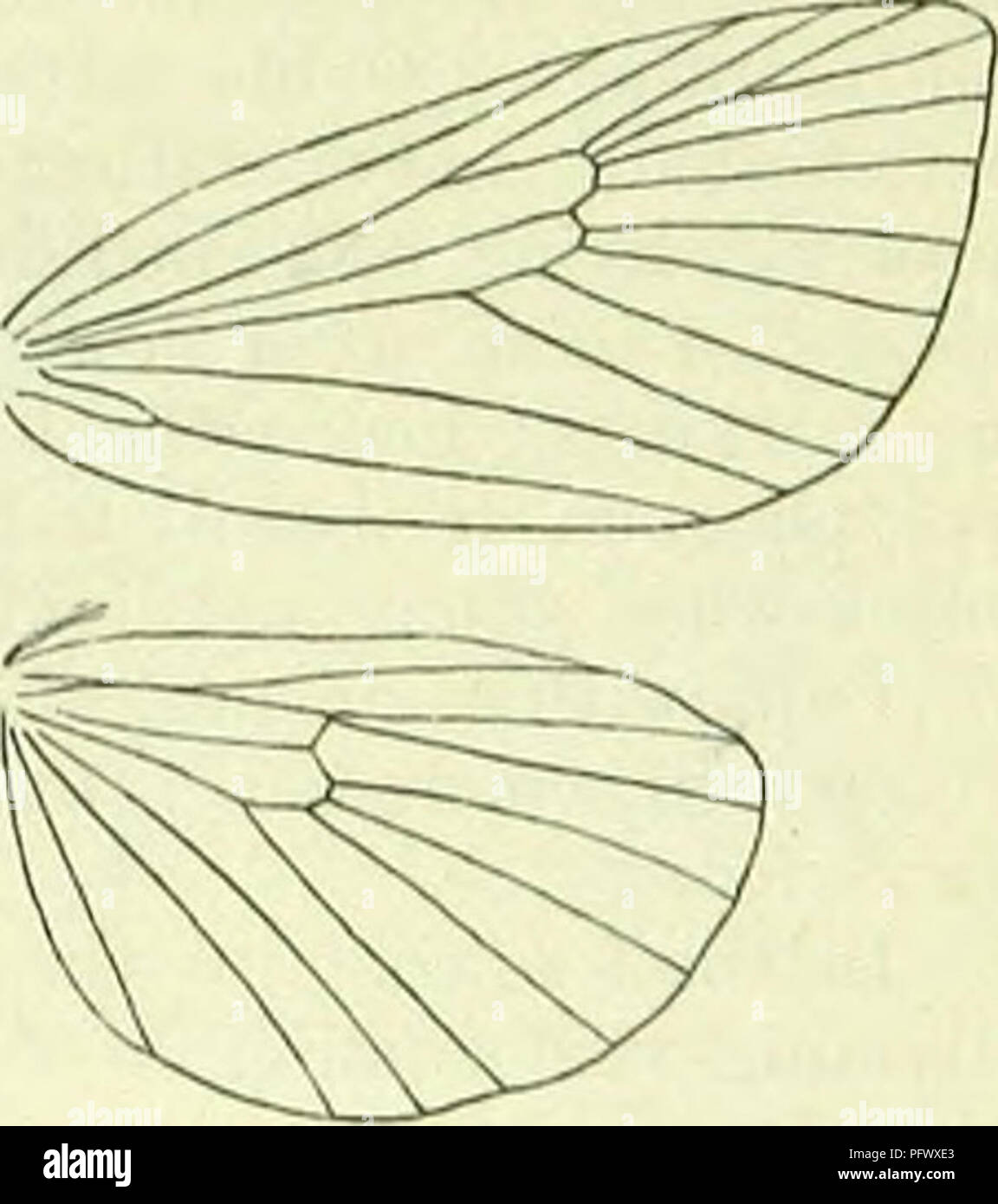 . A Handbook of British lepidotteri. I Lepidotteri. lIKTKItoOENEA] HETEROGENEIDAE vena trasversale, tolerably parallelo a 4, 6 e 7 tolerably remote su base, 8 collegata al bar con una metà della cella. Solo una specie è correttamente accertato. 1. H. asella, Schiff. 15-20 mm. Forewings in t? Violaceo scuro-fuscous, in ? Piuttosto ochreous scuro-marrone. Hind- ali nerastra-grigio. Surrey di Devon e Essex, locale; C. Europa ; G, 7. Larva di verde pallido; un ampio marrone - giallastro orlato fascia dorsale, con inizio il 3, si è ridotto a 5, diventando molto ampia su 7 e 8, là diminuendo: sul faggio, quercia, pioppo; 8-1 Foto Stock