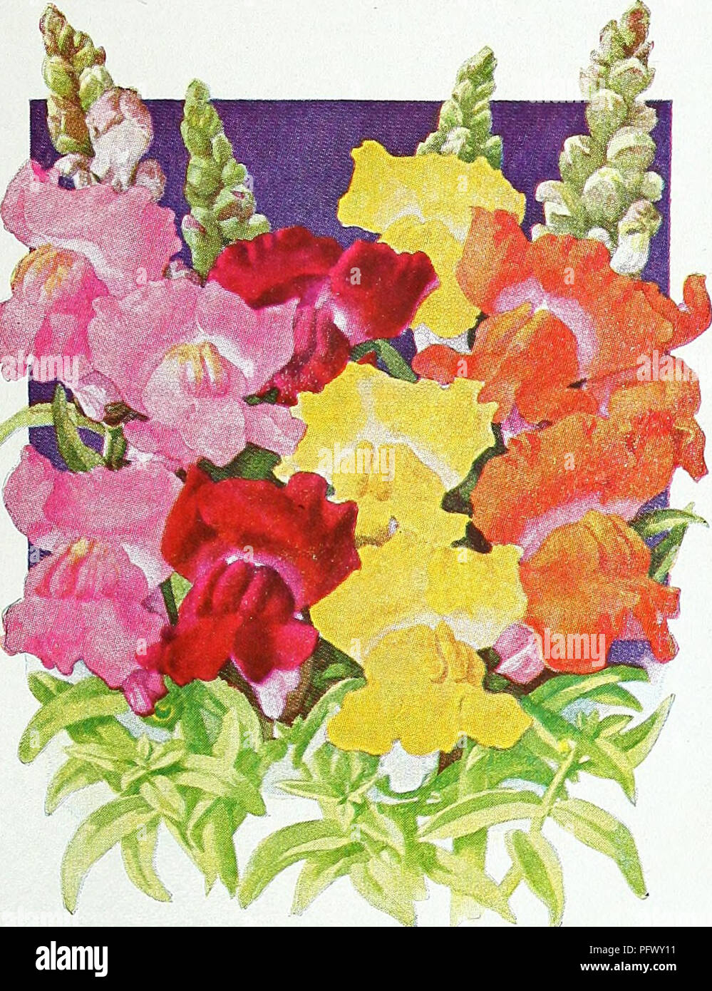 Questo catalogo di giardinaggio comprende varie piante, tra cui dentdraghi resistenti alla ruggine, e offre un'ampia selezione di fiori, semi e articoli per il giardinaggio. Evidenzia il lavoro dell'Università della California nello sviluppo di varietà snapdragon migliorate. Foto Stock