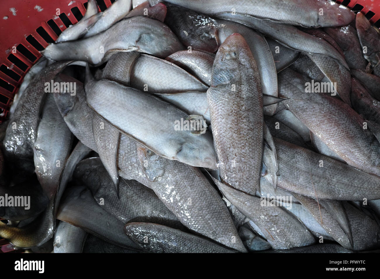 Piatti a base di frutti di mare freschi e di prodotti a base di pesce. Sekinchan villaggio di pescatori, la Malaysia peninsulare. Foto Stock