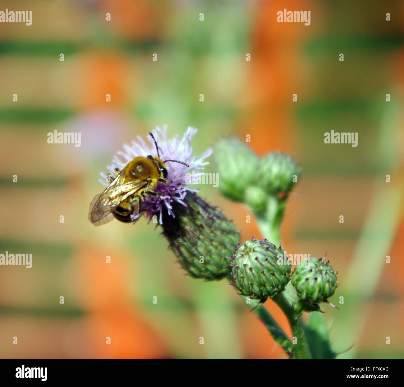 Un'ape rovistando su un fiore viola Foto Stock