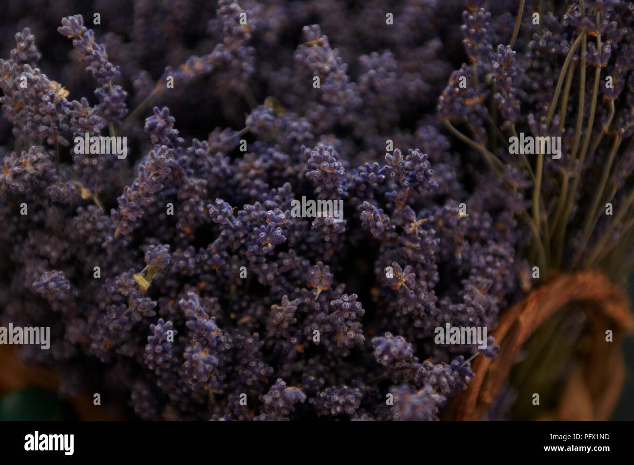 Mazzi di fiori di lavanda organica in un cestello. Foto Stock