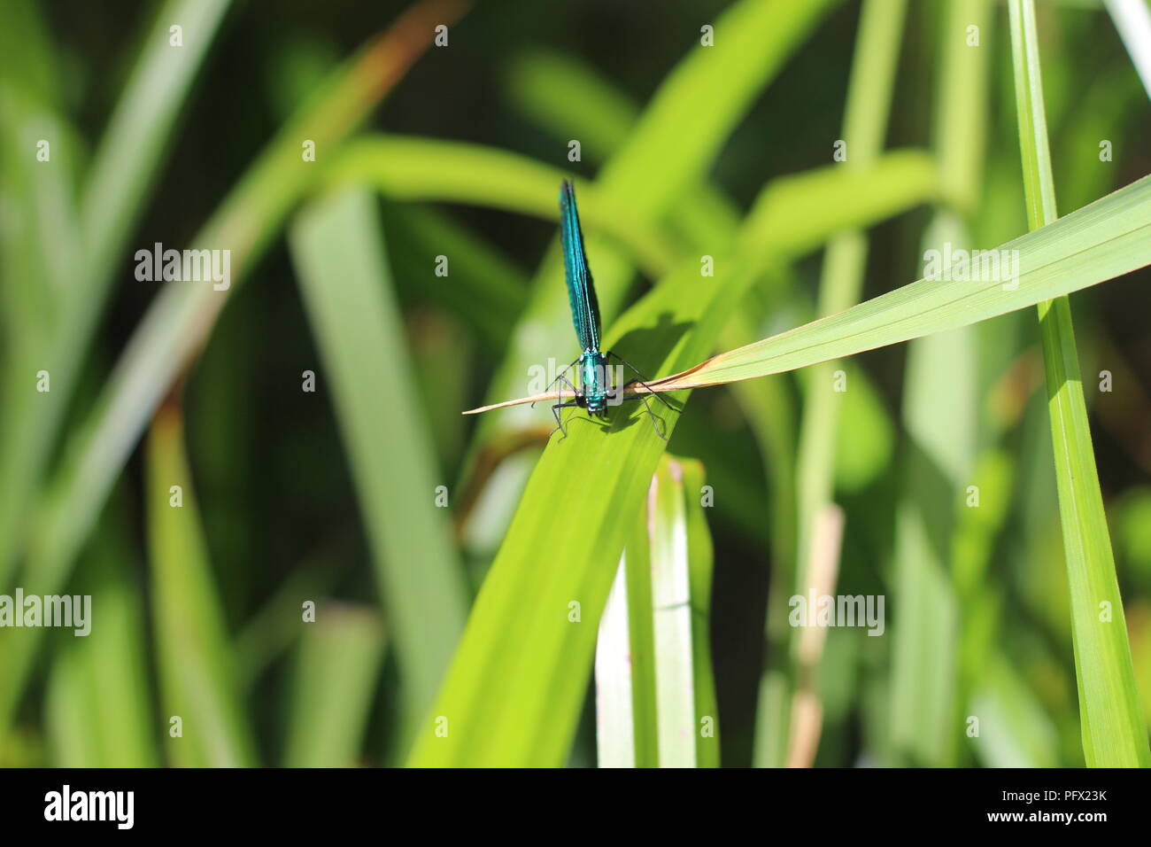 Mosca del drago Foto Stock