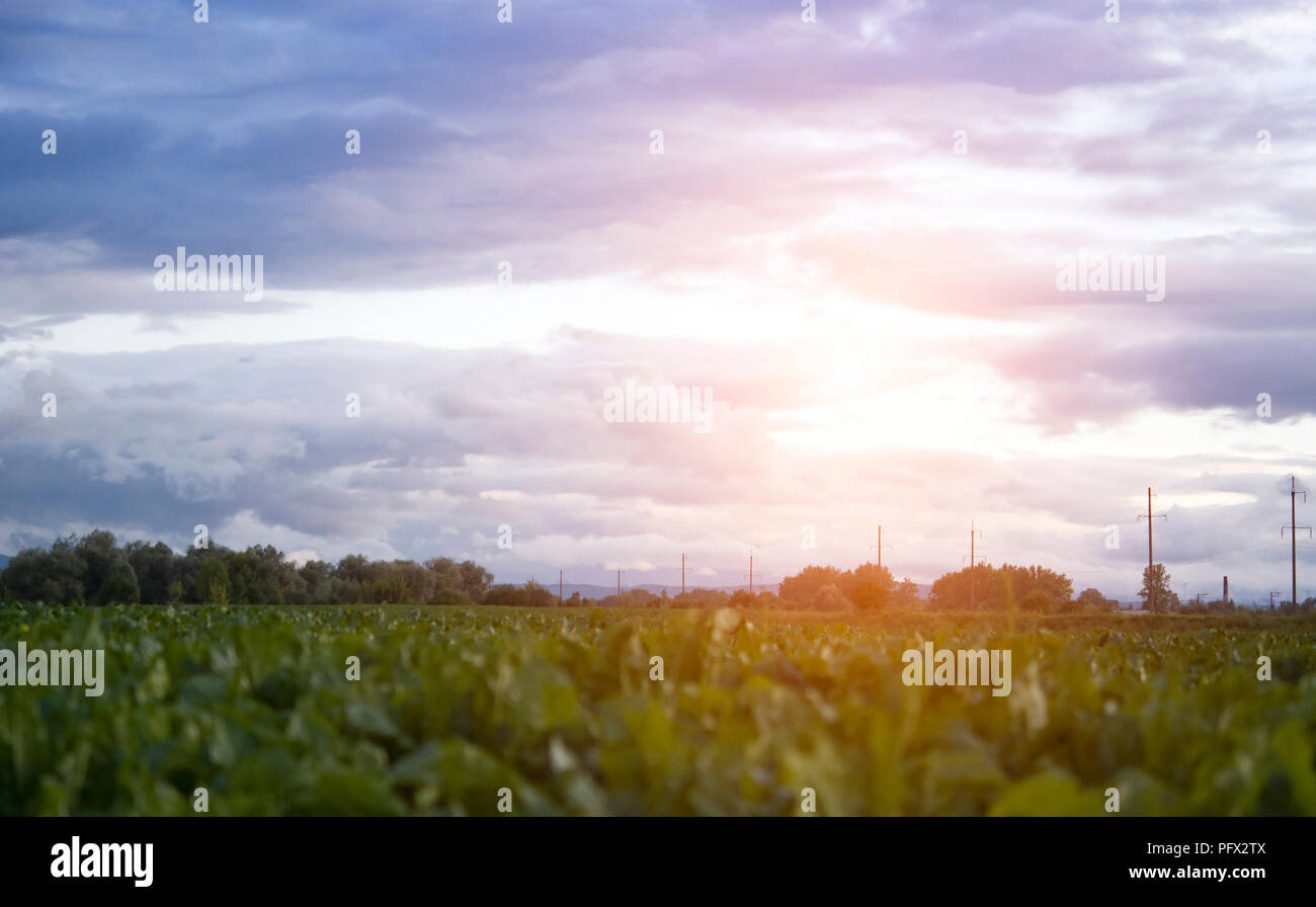 Barbabietola fresca tops su uno sfondo di cielo blu, molte piante su un campo agricolo Foto Stock