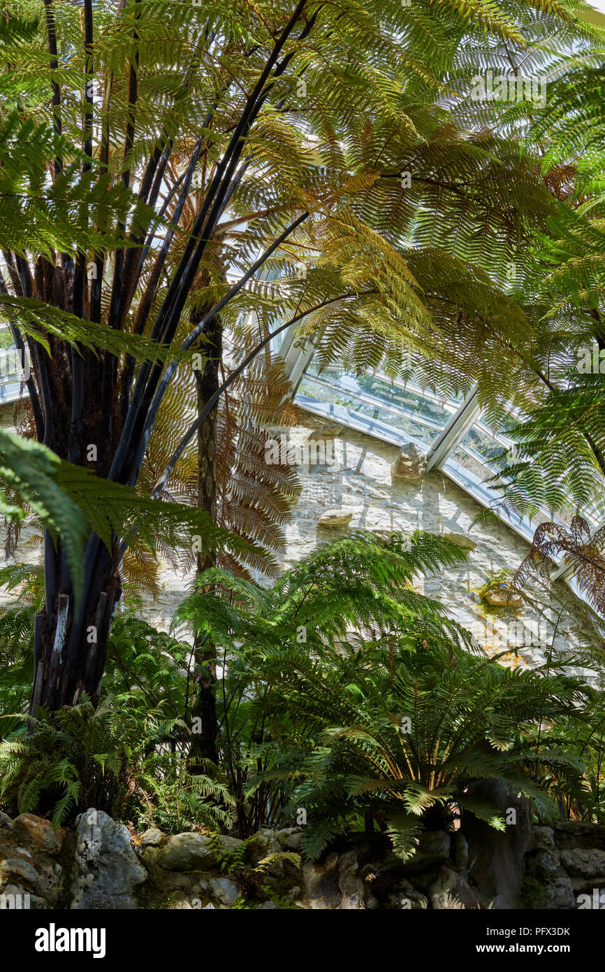Collezione di felci che cresce in vittoriano ristrutturato fernhouse a Benmore Giardini Botanici. Dunoon Foto Stock