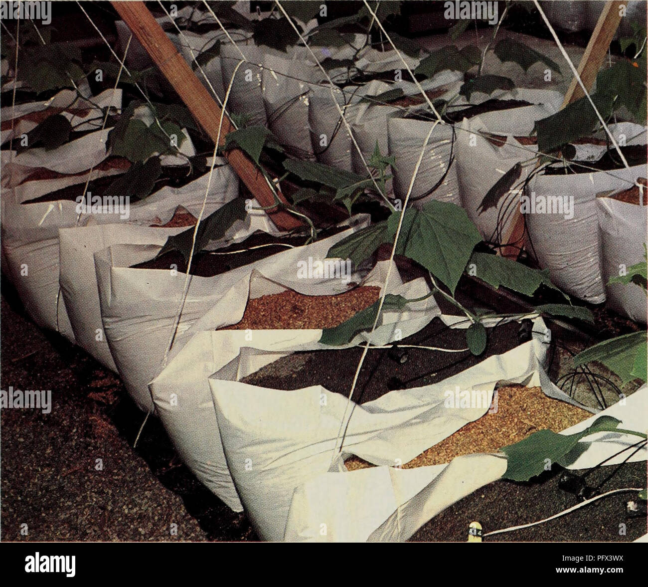 . Cultura hors sol de concombres de serre sans graines et successioni des Cultures. Hydroponique; Concombres; SystÃ¨mes de Cultura; Hydroponics; i cetrioli; sistemi di taglio. La FIG.4 une fois les concombres repiquÃ©s, recouvrir de sable la superficie de la sciure pour amÃ©liorer la rÃ©partition de l'humiditÃ©. La deuxiÃ¨me plantation de la saison occupera les sacs vacants. Pour la deuxiÃ¨me la cultura et les culture subsÃ©quentes, il est bon de conduire les piante de faÃ§su Ã les faire grimper sur des tuteurs de 1 m insÃ©rÃ©s verticalement dans le milieu de la cultura en lignes, et de les attacher aux tu Foto Stock