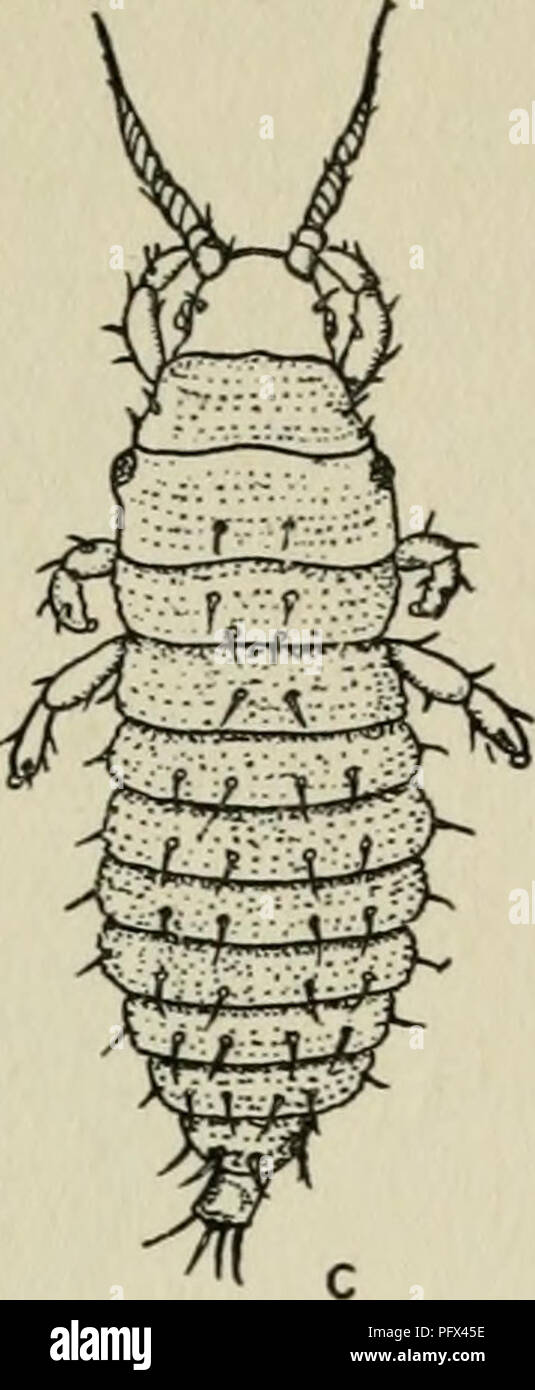 . La cultura e le malattie del pisello dolce. . FIG. 20. TllvipS serra, un uovo. h larva prima fase. C LARVA Full cresciuto. (Dopo RUSSELL.) oltre il pisello dolce, thrips feed su Gigli, azalee, Croton, dalia, phlox, ver- bena, rosa e le felci e su un certo numero di altre piante ornamentali, sia in serra e all'aperto. Ragno rosso Tetranchys himaculatus Harv. Ancora più pericoloso di piselli dolci di acari sono rosso ragni (fig. 21), che a.-. Si prega di notare che queste immagini vengono estratte dalla pagina sottoposta a scansione di immagini che possono essere state migliorate digitalmente per la leggibilità - Colorazione e aspetto o Foto Stock