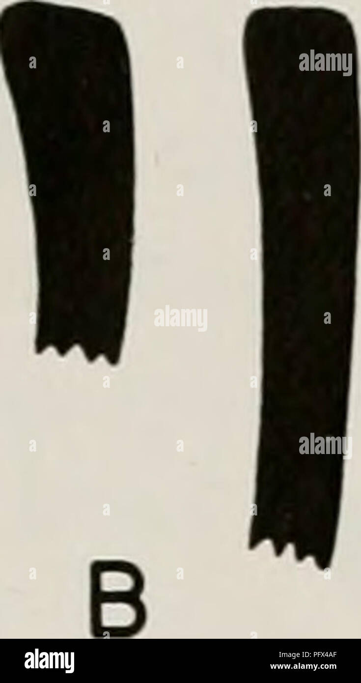. Cronologia culturale e modificare come riflesso in ceramica della Valle di Virú, Perù. Pottery -- Viru Valley, Perù; tumuli -- Perù Viru Valley; Viru Valley, Perù -- Antichità. 166 CERAMICHE DI IL VIRU VALLEY, Perù ^^). j/GV yy//j n ^i "K ' Ail Fig. 54. Profili di cerchio di Rubia Plain; rim esterni a destra. X 0,4. 4. Grandi bottiglie globulare con alte, leggermente svasata colli (figg. 51, D e 53, D). Diametro cerchio 6-17,5 cm., media 12.4. Alcuni dei corpi sono appiattite-globulare o melone-sagomato. I colletti sono orizzontalmente strofinato dentro e fuori, e la maggior parte hanno un collare rialzato a ba Foto Stock