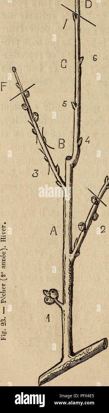 . Cultura des arbres fruitiers aÌ tout vent. Frutti-coltura. ! Ho 11. 86 â Le Bouquet de mai, 1 porte Ã la fois des boutons et Åil ONU; il n'y a pas lieu de le tou- cher. Le rameau Ã frutta , 2, porte plusieurs yeux et plusieurs boutons; il suffit en gÃ©nÃ©ral de conserver trois bou- ton : nous taillons im- mÃ©diatement au-des- sus, de maniÃ¨re Ã faire pousser les deux yeux de la base du rameau 1 placÃ©s au-dessous des boutons M. Ces yeux s'Ã©- ' teindraient sans la taille, parce que toute Â£ la sÃ©ve se porterait de prÃ©fÃ©renza vers les yeux les plus Ã©levÃ©s: c'est donc la taille qui assicurare l Foto Stock