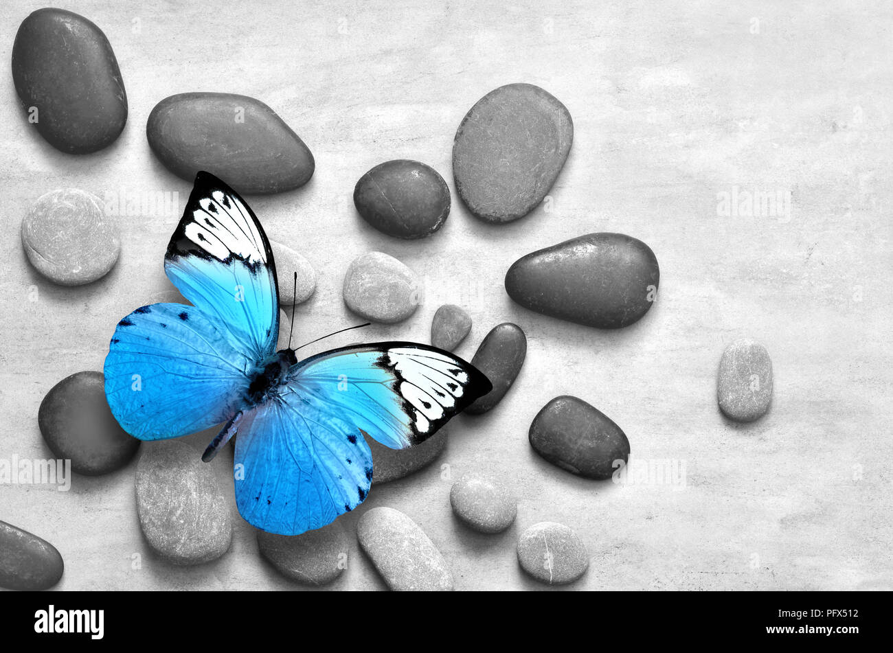 Blue Butterfly su pietra lo sfondo grigio. Spa e il concetto di natura. Foto Stock