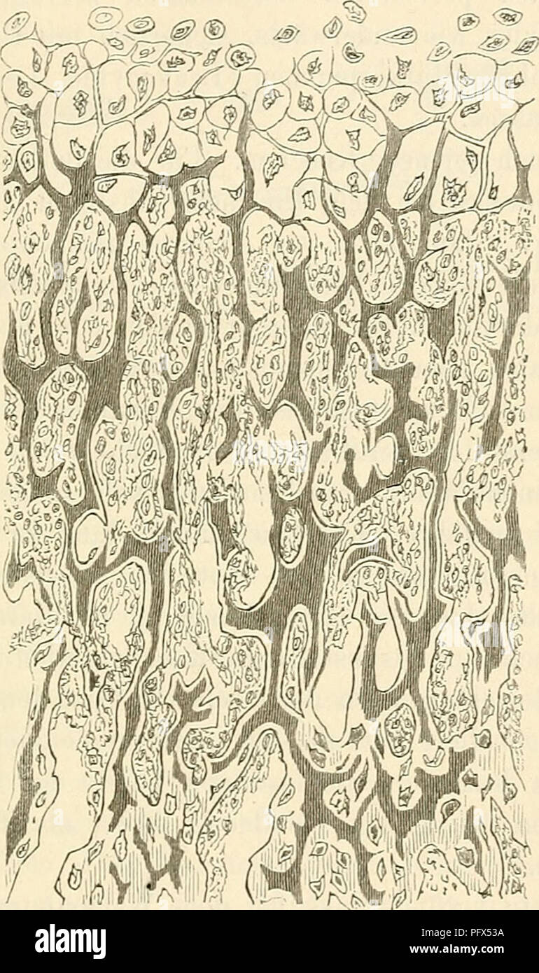 . Cursus der normalen Histologie zur Einführing in den Gebrauch des Mikroskopes, sowie in das practicche Studium der Gewebelehre. Istologia; microscopia. Die Bindesubstanzen. 157 Knorpelliöhleü, così wandeln sich die Knorpelzellen direct in Knochen- zellen um. Die osteoblastische, in forma von Laraellen auftretende Knochenbildung erfolgt nach ihm erst in einiger Entfernung von der Yerkalkungszone. Kurz zusamraengefasst wird demnach uomo. Fig. 49. Eiidoclio n drale Verkn ö ch erii iig. Von der oberen Epipliysenliiiie der Tibia eines menschlichen Fötus, llittelst. Vergr. Färbung mit Pikrolithioncarmi Foto Stock