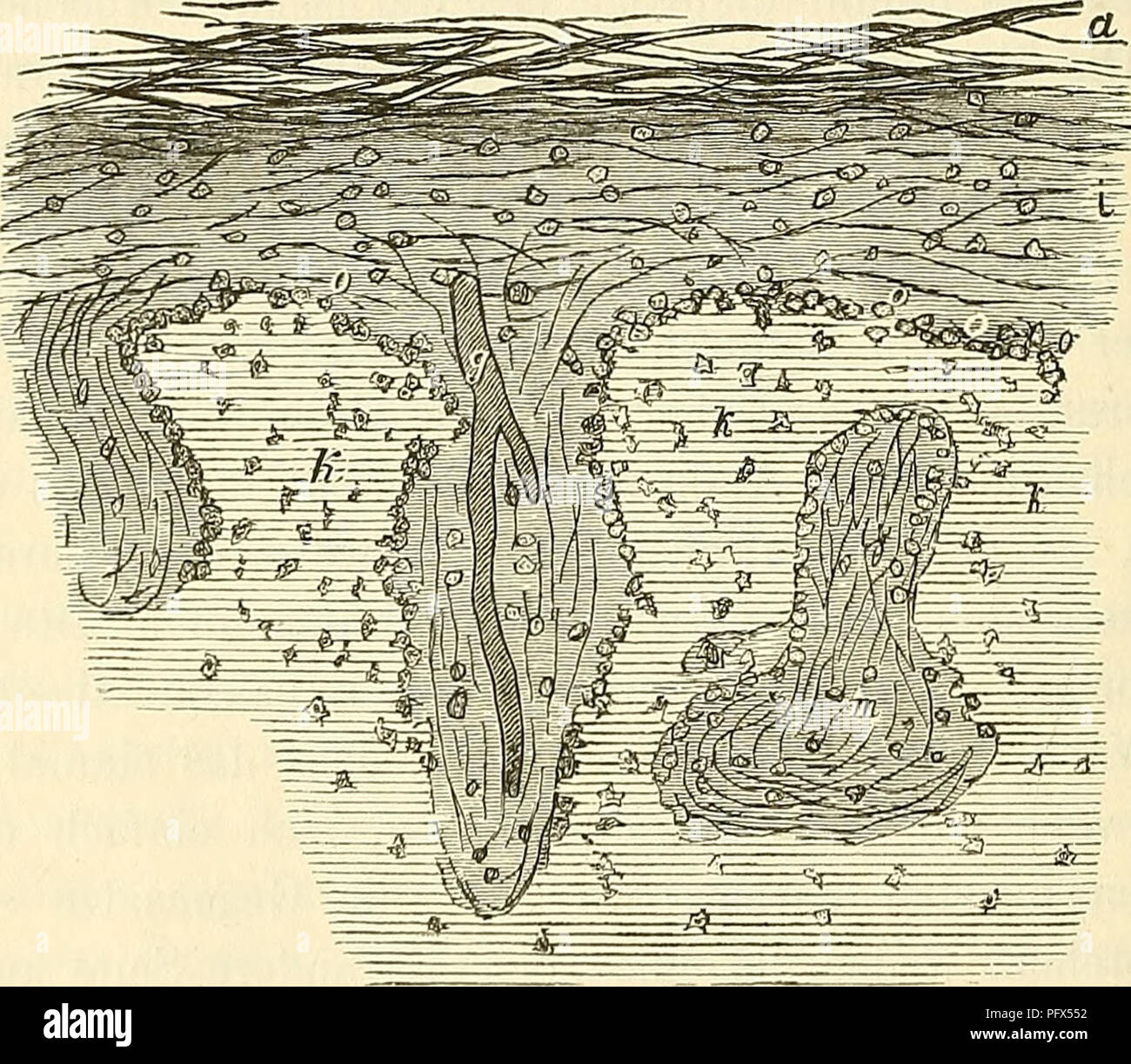 Questo testo tedesco sull'istologia fornisce un'introduzione allo studio dei tessuti utilizzando il microscopio, che tratta i principi di base e le tecniche pratiche. Spiega il processo di preparazione dei tessuti e lo studio microscopico di vari tessuti, tra cui ossa e cartilagine, offrendo conoscenze di base per gli studenti nel campo dell'istologia e della microscopia. Foto Stock