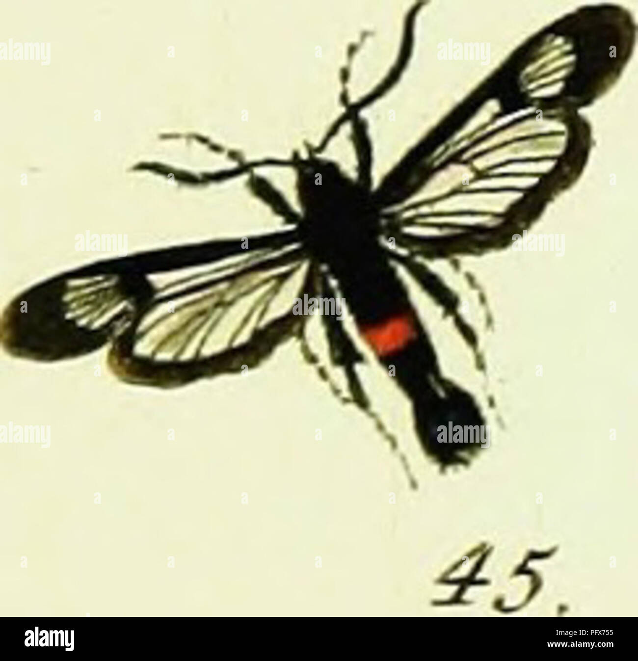. Hu?bner's papilio [risorsa elettronica]. I lepidotteri. 46.. Si prega di notare che queste immagini vengono estratte dalla pagina sottoposta a scansione di immagini che possono essere state migliorate digitalmente per la leggibilità - Colorazione e aspetto di queste illustrazioni potrebbero non perfettamente assomigliano al lavoro originale. Hu?bner, Giacobbe, 1761-1826. [S. l. : S. n. ] Foto Stock