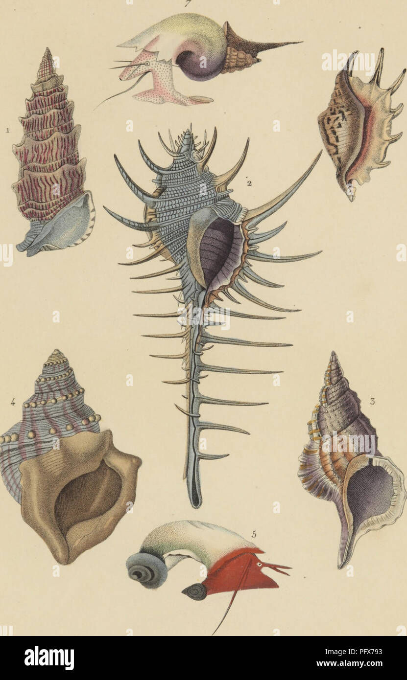 . Dictionnaire classique des Sciences Naturelles : pre?sentant la de?finition, l'analizzare et l'histoire de tous les e?tres qui composent les trois re?gnes, leur domanda ge?ne?rale aux arts, un? L'agricoltura, un? La me?decine,un? L'e?conomie domestique, ecc.; re?sumant tous les faits pre?sente?s par les dictionnaires d'histoire Naturelle; augmente? Des nombreuses de?couvertes acquises depuis la pubblicazione de ces ouvrages. 1837-1845; storia naturale. ho CEElTECheniUe. 1 ^ STRITHIOLAIRE n.^iulcuse. Z ROCIffiR Forte épine. ! 5 TASCIOLAIRE Tarentine. 3 APOLLE Gyrm. G PTÉROCÈRE Cornue. 7 ROSTELIAIR Foto Stock