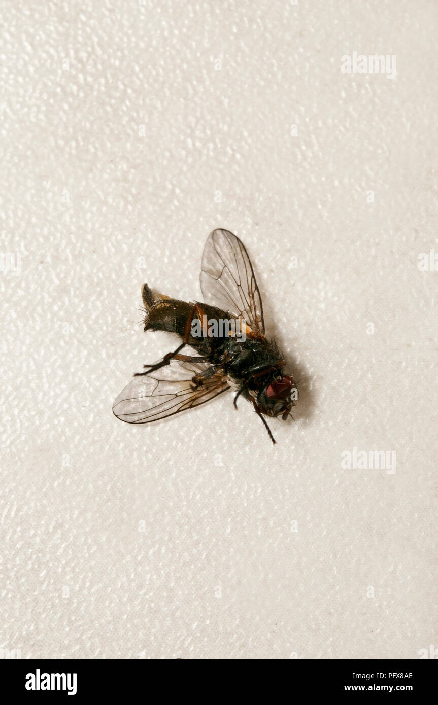 Una mosca morta Foto Stock