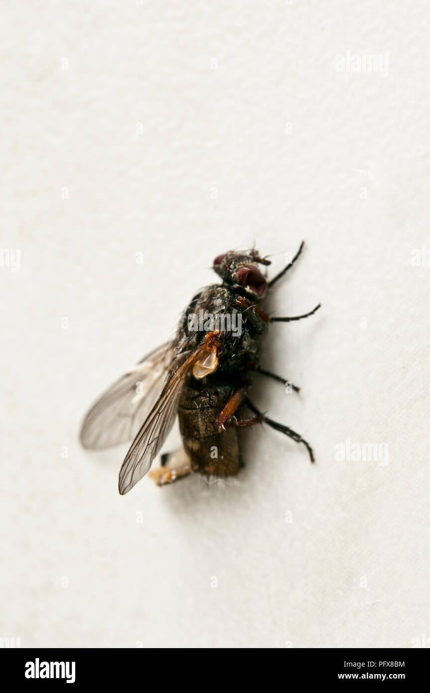 Una mosca morta Foto Stock