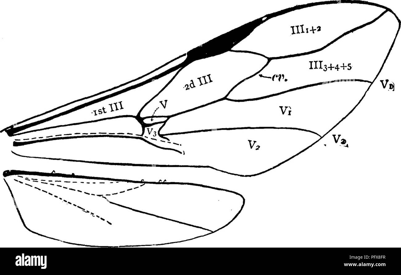 . Un manuale per lo studio degli insetti. Gli insetti. Imene OP TERA. 627 che l'addome è attaccato alla parte superiore del metathorax, e non al fine di cerva di esso, come con altri insetti. L'addome è compressa e ha una molto slanciata base. La venatura delle ali presenta anche un sorprendente pe- culiarity. In altri imenotteri vena V di prua ali ^^ ;?^^^^ ,-^^-. ^^-^^^ r^^^^adV; ' ^ ir-v. '-"^^^ V ''h^5, 0 III I+2 III. 11I3. 1114+5+V, Va Fig. 755.-ali di Aulacus. deriva da un certo punto in croce-vena III-VII che è più vicino alla vena III rispetto alla vena VII, mentre nel Evaniidse l'origine Foto Stock