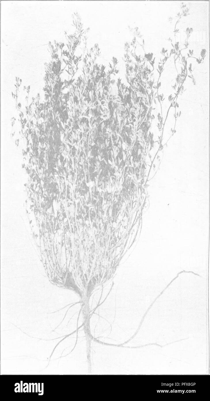 . Il libro di erba medica; la storia di coltivazione e meriti. I suoi usi come foraggio e fertilizzante. Erba medica. X. Un buon tipo di un quattro-anno-vecchia pianta di erba medica coltivati su Kansas upland. Altezza, 28 maggio, 36 poll. La corona mostra l'effetto di separazione con un erpice di disco.. Si prega di notare che queste immagini vengono estratte dalla pagina sottoposta a scansione di immagini che possono essere state migliorate digitalmente per la leggibilità - Colorazione e aspetto di queste illustrazioni potrebbero non perfettamente assomigliano al lavoro originale. Coburn, F. D. (Foster Dwight), 1846-1924. New York, O. Judd Foto Stock . Il libro di erba medica; la storia di coltivazione e meriti. I suoi usi come foraggio e fertilizzante. Erba medica. X. Un buon tipo di un quattro-anno-vecchia pianta di erba medica coltivati su Kansas upland. Altezza, 28 maggio, 36 poll. La corona mostra l'effetto di separazione con un erpice di disco.. Si prega di notare che queste immagini vengono estratte dalla pagina sottoposta a scansione di immagini che possono essere state migliorate digitalmente per la leggibilità - Colorazione e aspetto di queste illustrazioni potrebbero non perfettamente assomigliano al lavoro originale. Coburn, F. D. (Foster Dwight), 1846-1924. New York, O. Judd Foto Stock