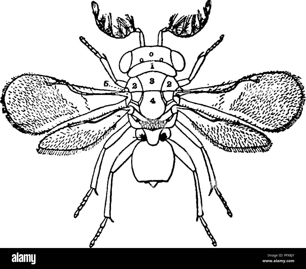 . Un manuale per lo studio degli insetti. Gli insetti. Fig, 737.-Legrs di insetti : un, wasp; 3, Fig. 738.-A Chalcis-fly: io, pronotum; 2, 3, 2, Ichnuemon-fly; c, bee; ^, trocantere; mesoscutum ; 5, tegula. 7/2, metatarso.. Si prega di notare che queste immagini vengono estratte dalla pagina sottoposta a scansione di immagini che possono essere state migliorate digitalmente per la leggibilità - Colorazione e aspetto di queste illustrazioni potrebbero non perfettamente assomigliano al lavoro originale. Comstock, John Henry, 1849-1931; Comstock, Anna Botsford, 1854-1930. joint autore. Ithaca, N. Y. , Comstock Pub. Co. Foto Stock