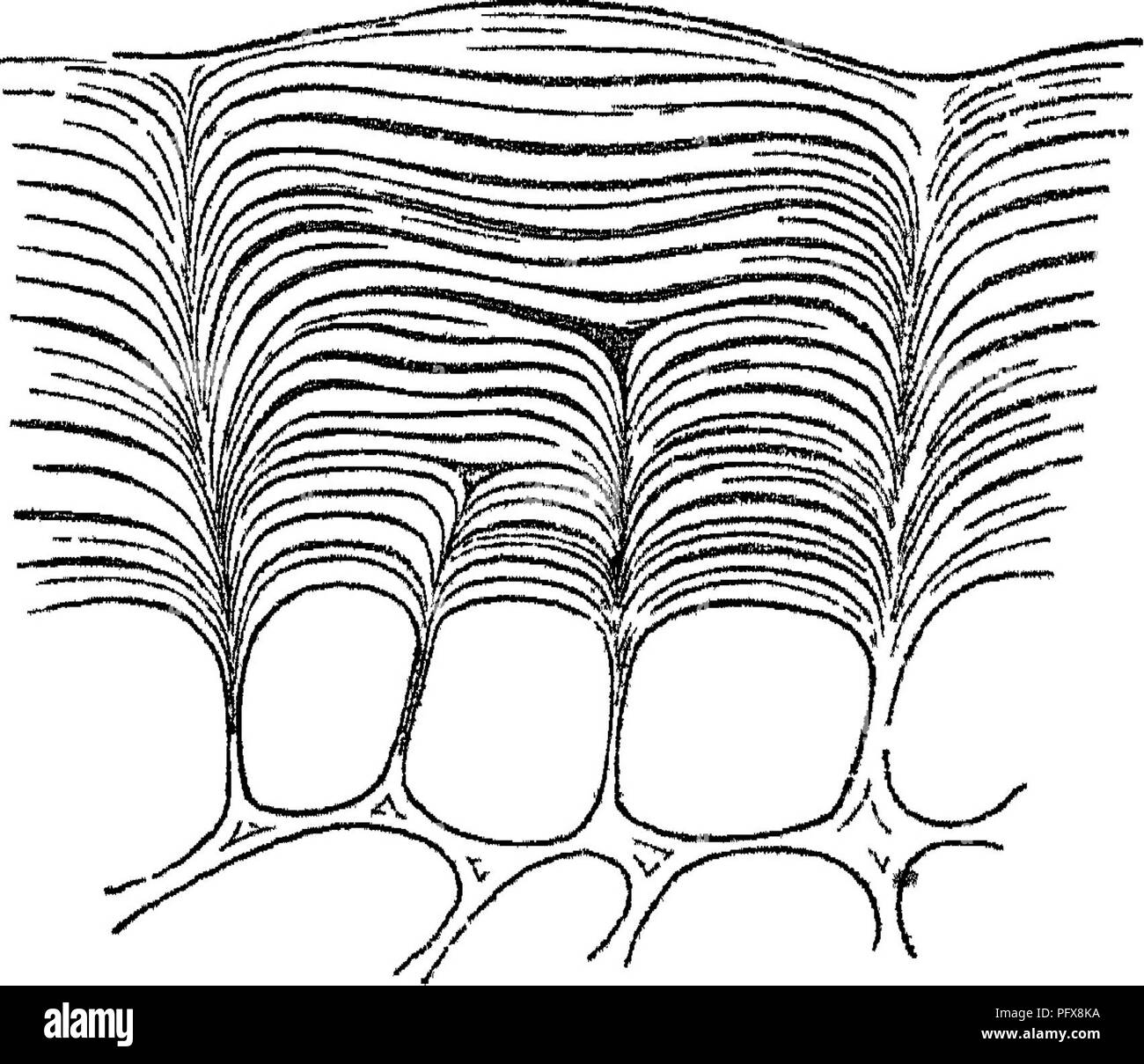 . Principi di anatomia e fisiologia della cellula vegetale. Impianto di cellule e tessuti. la parete invio exliibitb tliese ilowu proprietà per un certo ileptlij in modo tale che uno strato (fig 4:0, a) è così formato, che è più {vistosamente distinto dal subja- cento ceils, e quando questi ultimi sono stati disciolti in sulphiu'ic, acido resta dietro come un continuo e apparentemente homogene- unità organizzative membrana. Poiché Ad. Brongniait (''Ami. des. Nat, jSer,," § i, 65) aveva dis- coperto che una membrana continua, non composta di cellule, da lui chiamati cuticula, potrebbero essere separate dalla macerazione da esterno Foto Stock