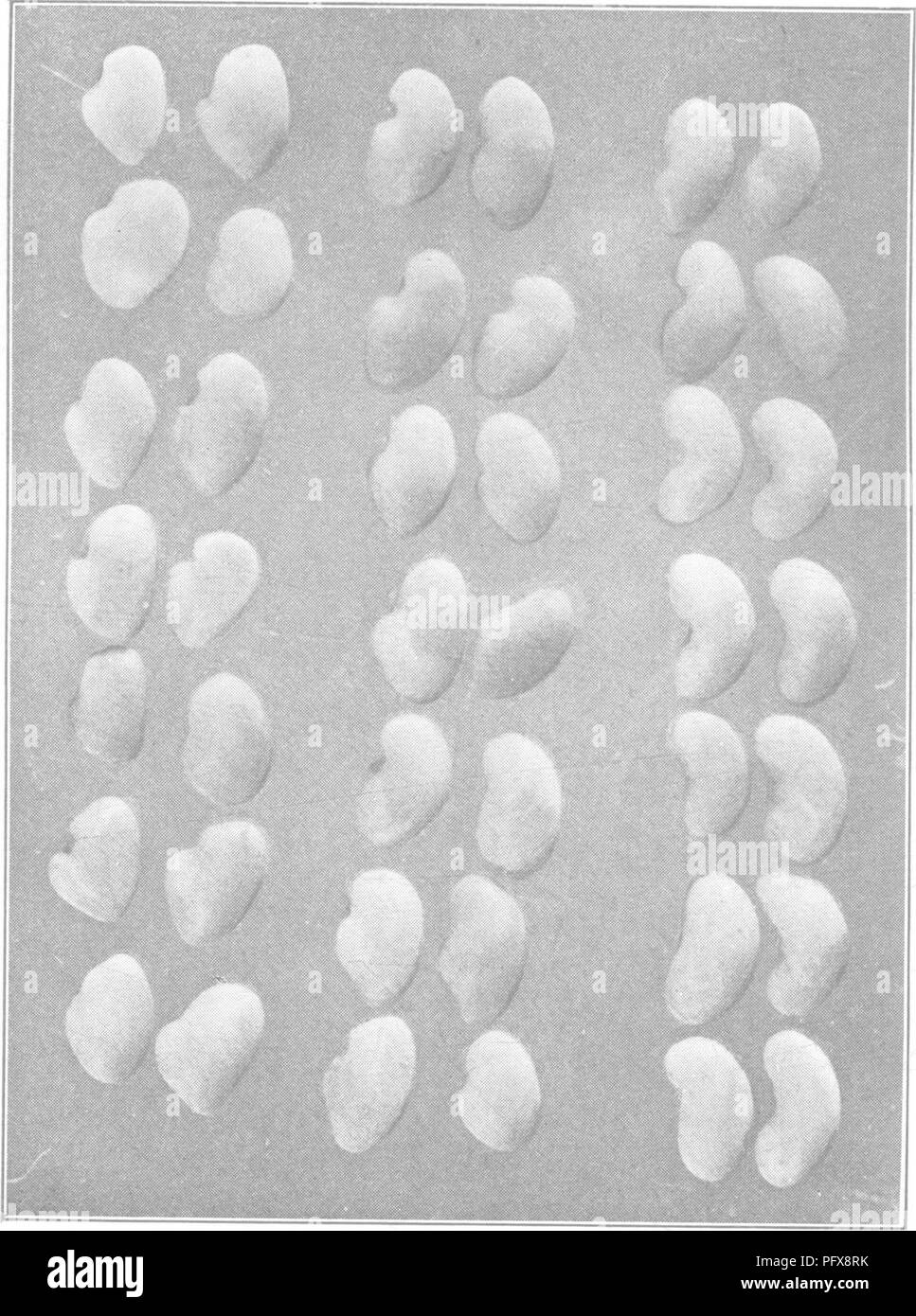 . Il libro di erba medica; la storia di coltivazione e meriti. I suoi usi come foraggio e fertilizzante. Erba medica. V. tre tipi generali di sementi di erba medica la colonna di destra, a forma di rene, una caratteristica fornn, ma non è così comune come il tipo nella colonna centrale. La colonna di sinistra si avvicina di più quasi il tipo arrotondato di trifoglio dolce. Ingrandimento cinque diametri.. Si prega di notare che queste immagini vengono estratte dalla pagina sottoposta a scansione di immagini che possono essere state migliorate digitalmente per la leggibilità - Colorazione e aspetto di queste illustrazioni potrebbero non perfettamente assomigliano al lavoro originale. Coburn, F. D. Foto Stock . Il libro di erba medica; la storia di coltivazione e meriti. I suoi usi come foraggio e fertilizzante. Erba medica. V. tre tipi generali di sementi di erba medica la colonna di destra, a forma di rene, una caratteristica fornn, ma non è così comune come il tipo nella colonna centrale. La colonna di sinistra si avvicina di più quasi il tipo arrotondato di trifoglio dolce. Ingrandimento cinque diametri.. Si prega di notare che queste immagini vengono estratte dalla pagina sottoposta a scansione di immagini che possono essere state migliorate digitalmente per la leggibilità - Colorazione e aspetto di queste illustrazioni potrebbero non perfettamente assomigliano al lavoro originale. Coburn, F. D. Foto Stock