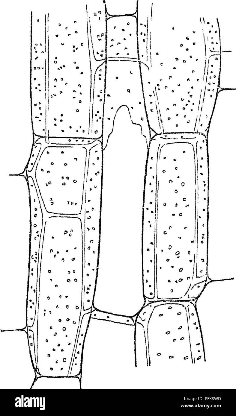. Principi di anatomia e fisiologia della cellula vegetale. Impianto di cellule e tessuti. La cellula vegetale Tvliea parecchi di tali processi sono formate, cella tlie acquisisce un stai'-come l'apparenza. In tali casi le celle sono disposte in un piano, come avviene nella croce-wallb della IAI-canali di molte acque- Piante, tutti i raggi della stella giacciono su un unico piano (figg. 8, 9); invece, quando le cellule sono ammassati in masse, come nel midollo della Jwneus efficsus, il progetto raggi da tutti i lati della cella. r^r; 7.. Cellule di midollo della Acanthuh mollis molto più jErequent rispetto a tale r Foto Stock