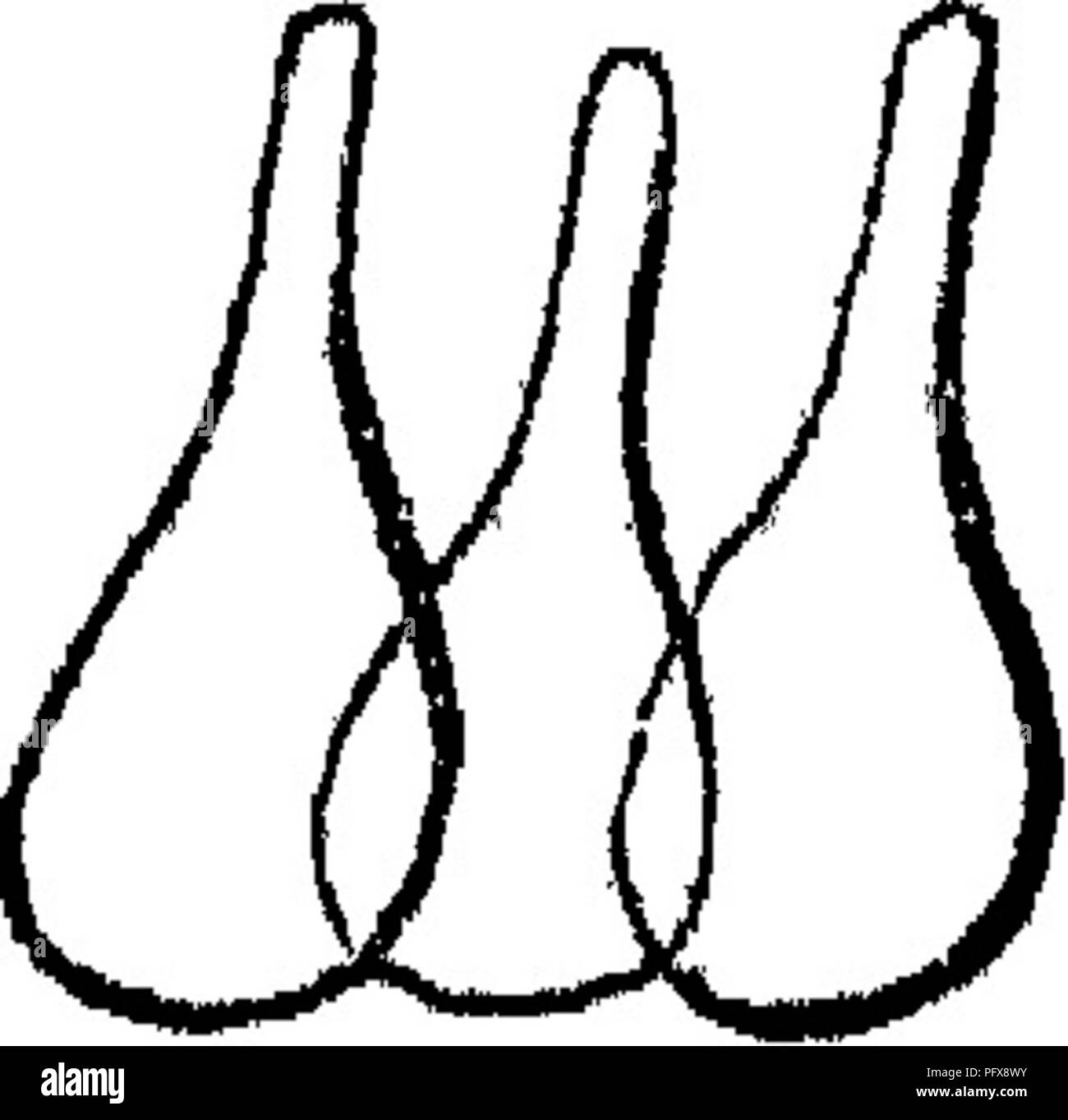 . Principi di anatomia e fisiologia della cellula vegetale. Impianto di cellule e tessuti. La cellula vegetale. 5 (figura 8) sono, di regola, distinto dal breve ceils parenchimatosi, non solo per la loro forma allungata, spesso la forma fibrosa, ma anche dalle due estremità essendo attenuata a punti. In questo caso essi non sono disposte in estremità ad estremità in linee, ma le loro estremità attenuati sono interposti tra le superfici laterali delle cellule situate al di sopra e al di sotto di esse; mentre cellule di parenchima, se, come è usuale, essi sono disposti in linee, stand uno sopra l'altro con estremità appiattite, le loro cavità Foto Stock