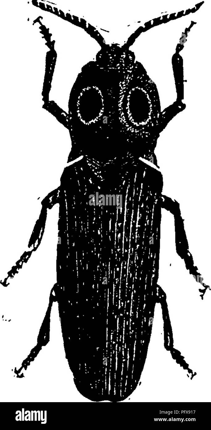 . Un manuale per lo studio degli insetti. Gli insetti. COLEOPTERA. 547 una piccola variazione nella forma ; ma in questa fase la forma delle parti della testa e l'ultimo segmento del corpo spesso fornire affidabile caratteri specifici (Figg. 658 e 659). In quelle specie che abbiamo allevati richiede diversi anni per la larva di completare la sua crescita. In queste specie il full-cresciute larva cambia in una pupa in quest'ultima parte della stagione estiva, in una piccola cella in terra ; la pupa subito dopo le modifiche apportate a un adulto; ma l'adulto rimane nella cella formata da larva fino alla primavera successiva. Sebbene noi Foto Stock